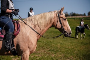 mistrzostwa-polski-juniorow-trec-pttk-i-final-podkarpackiego-pucharu-trec-pttk.jpg