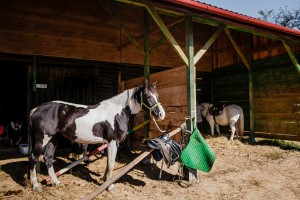 mistrzostwa-polski-juniorow-trec-pttk-i-final-podkarpackiego-pucharu-trec-pttk.jpg