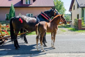 dozynki-gminy-pilzno-2016-cz-1.jpg