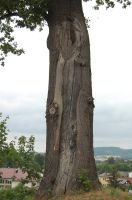 deby-do-usuniecia.jpg