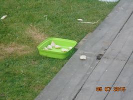 panie-rzucaly-pierogami.jpg